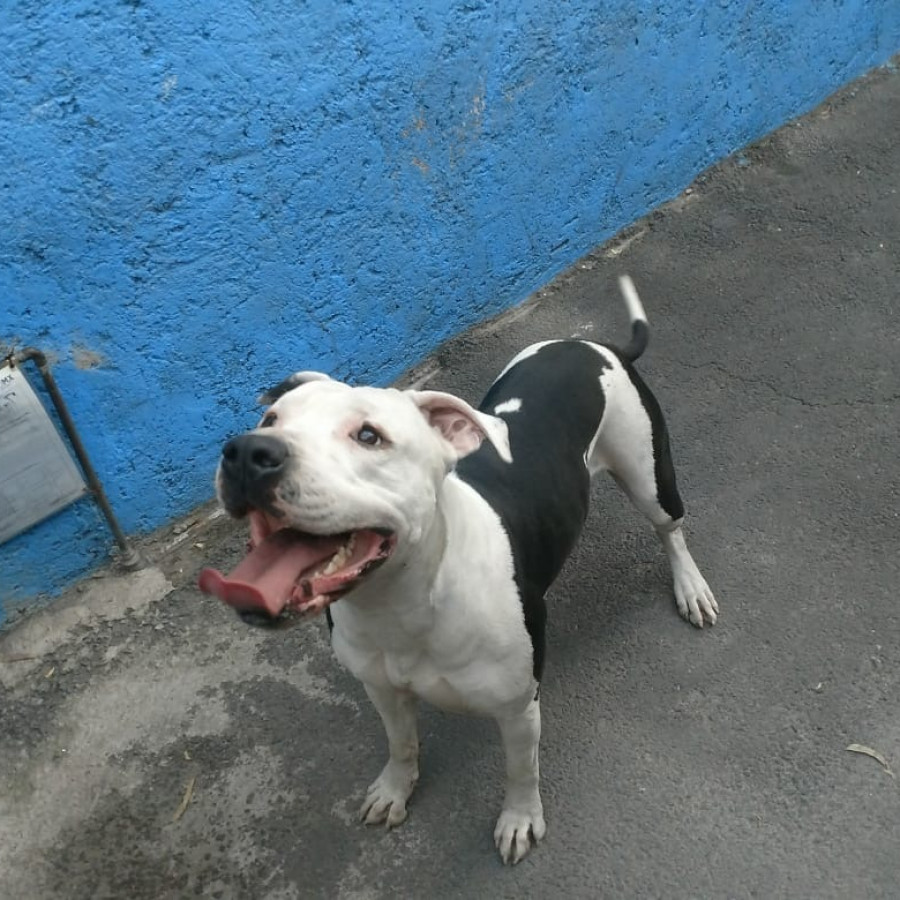 KIARA | Raza American Pitbull Terrier | Perdida