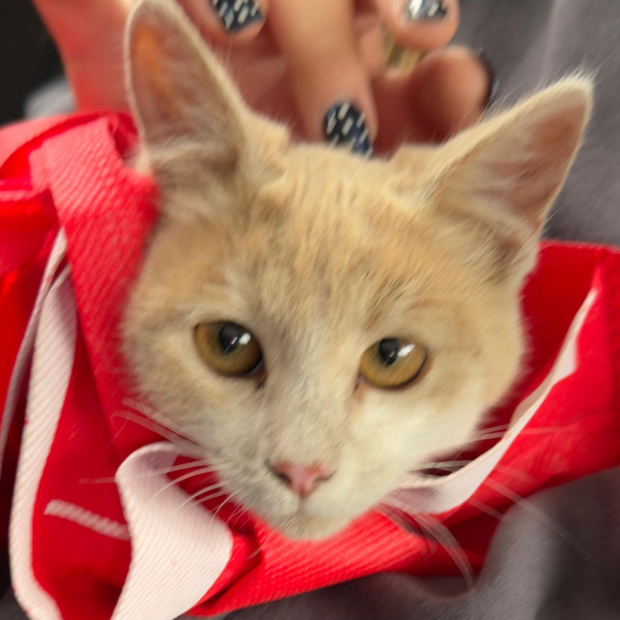 HERMOSA GATITA | Raza Doméstico Américano de Pelo Corto | Final Feliz