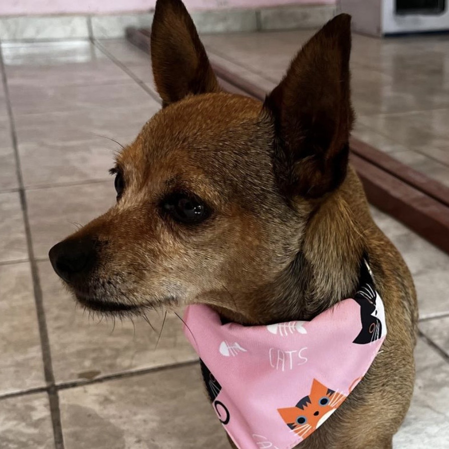 MUÑECA | Raza Chihuahua | Perdida