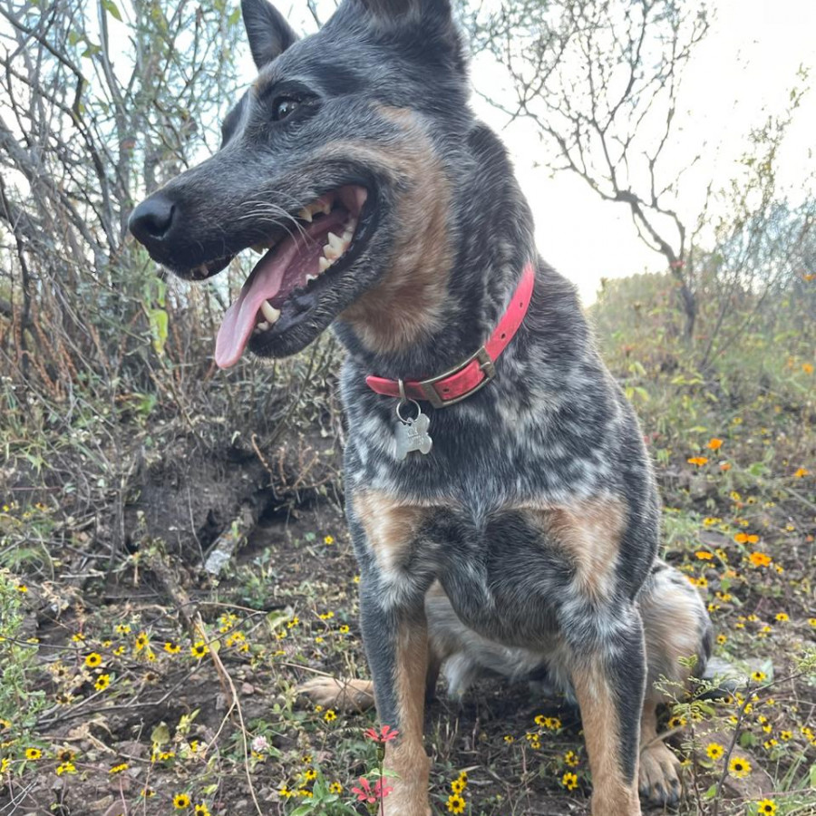 FRIDA | Raza Ganadero Australiano Blue Heeler  | Perdida