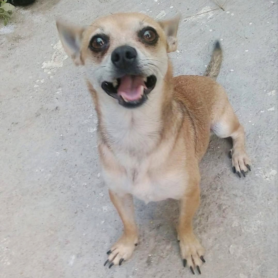 GORDO | Raza Chihuahua | Perdido