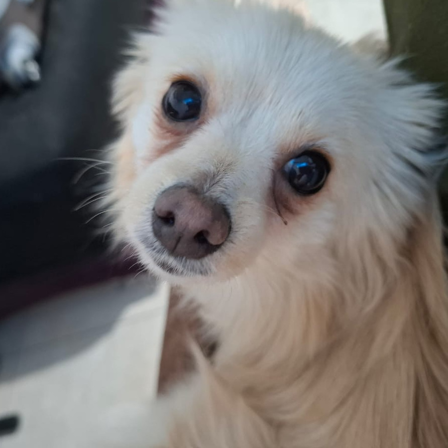 MAYA | Raza Pomerania | Perdida