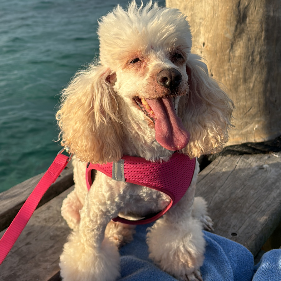 BELLA | Raza French Poodle o Caniche | Perdida