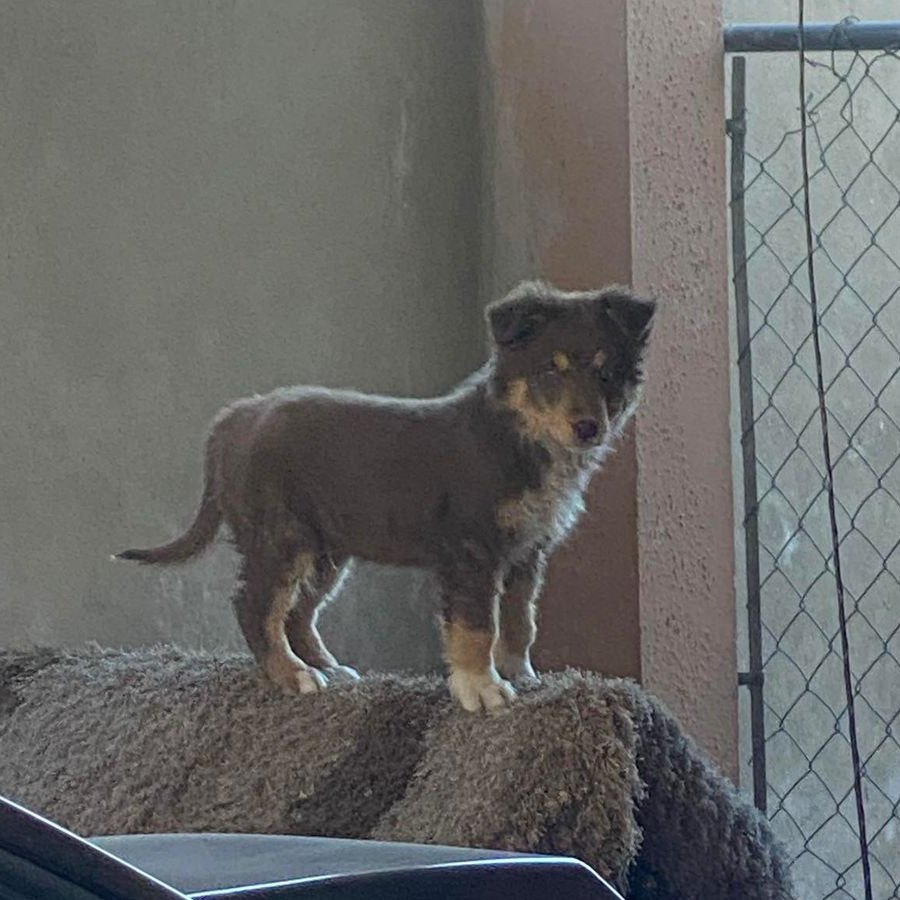 LUCA | Raza Border Collie  | Perdido