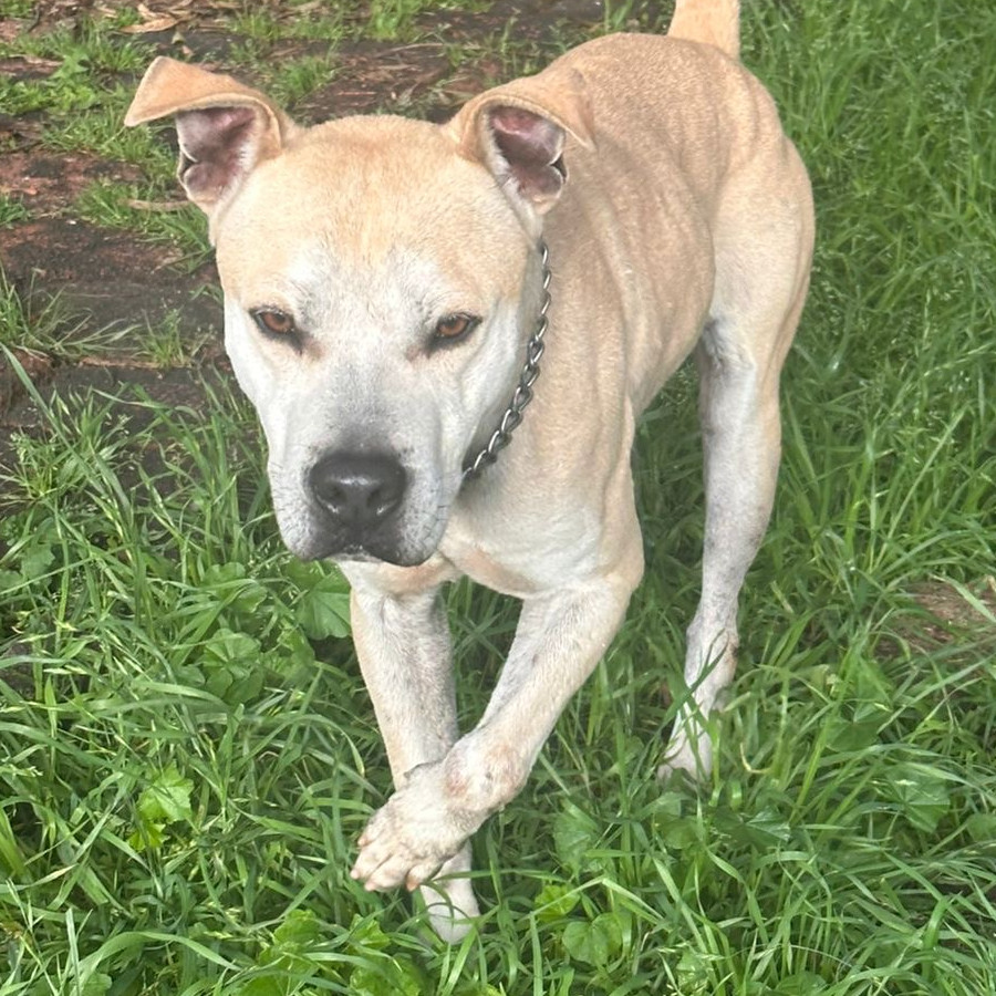  | Raza Mestizo, cruza de Labrador con American Pitbull Terrier | Encontrado