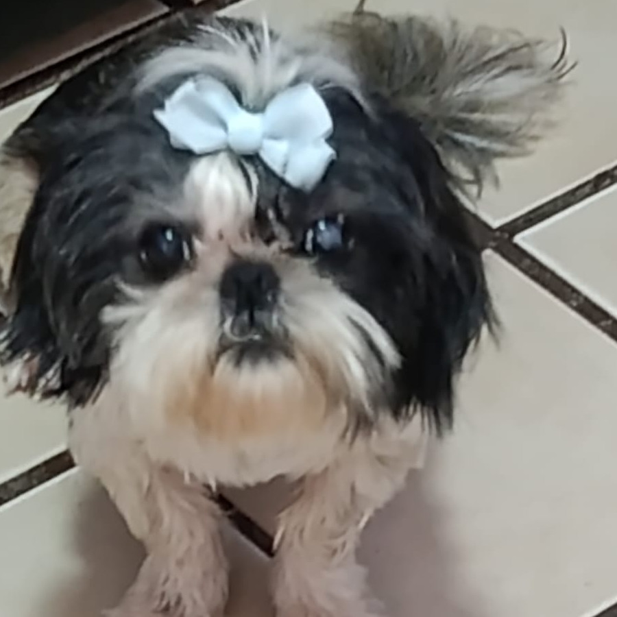 AMI | Raza Shih Tzu  | Perdida
