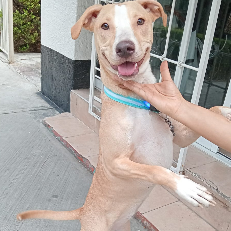  | Raza Mestiza | Encontrada