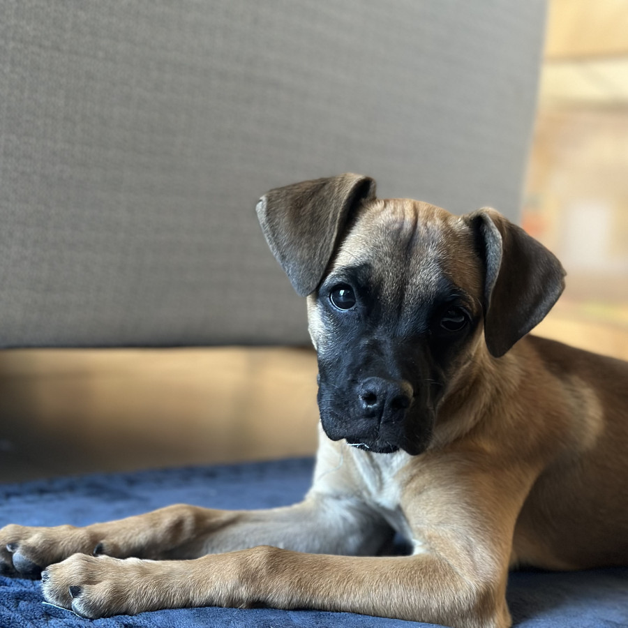 NALA | Raza Mestiza | Perdida