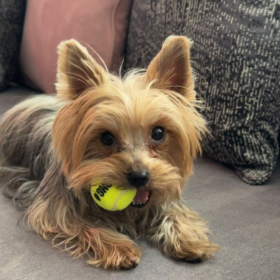 LEAH | Raza Yorkshire Terrier (Yorkie) | Perdida