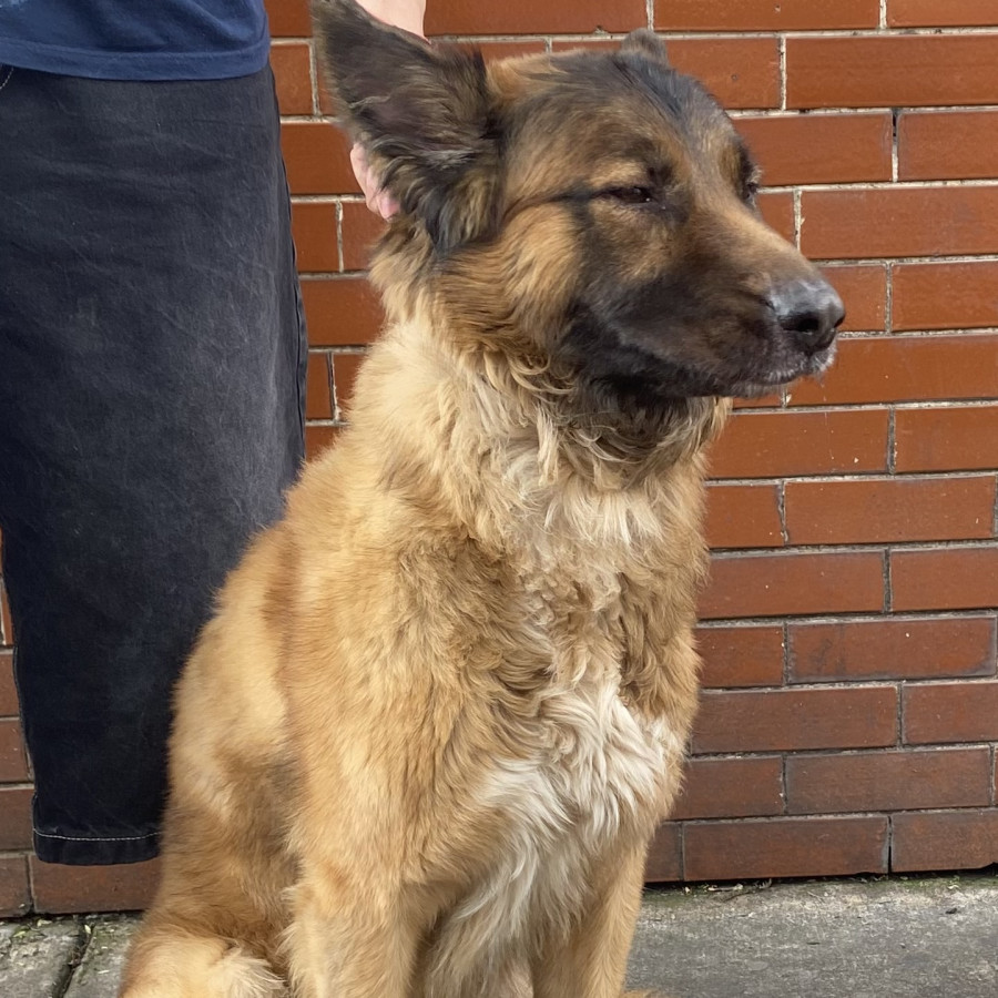 JACK | Raza Mestizo, cruza de Pastor Belga Malinois | En Adopción