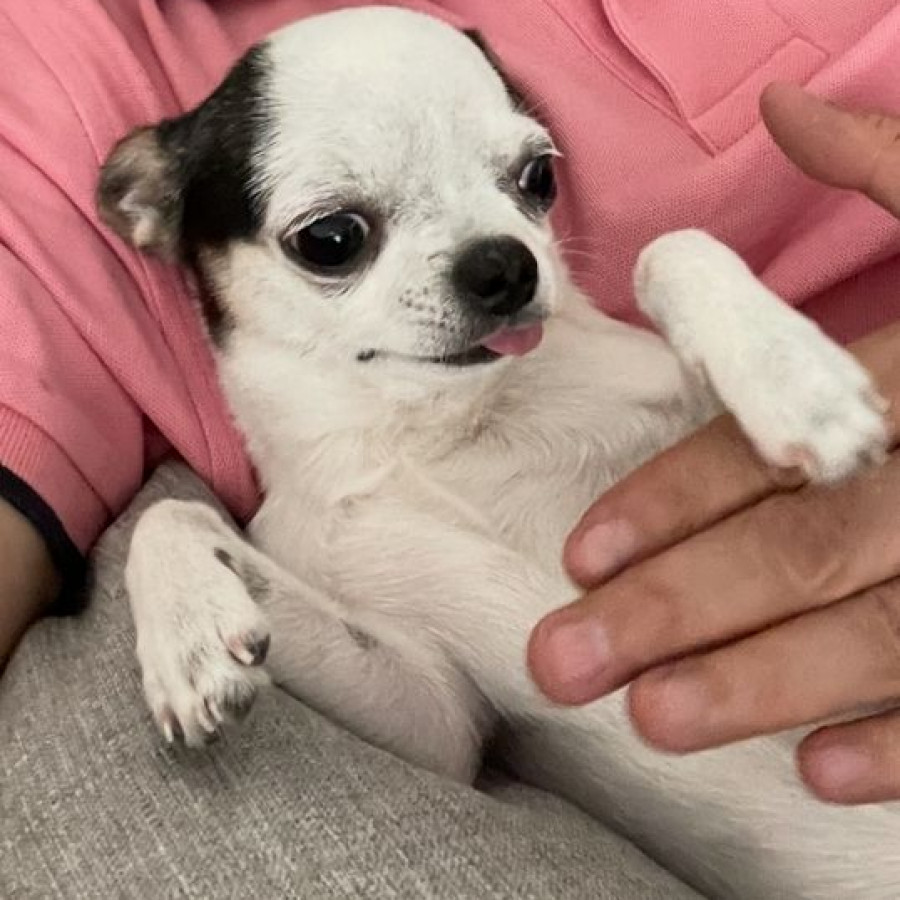 PUKI | Raza Chihuahua | Perdido
