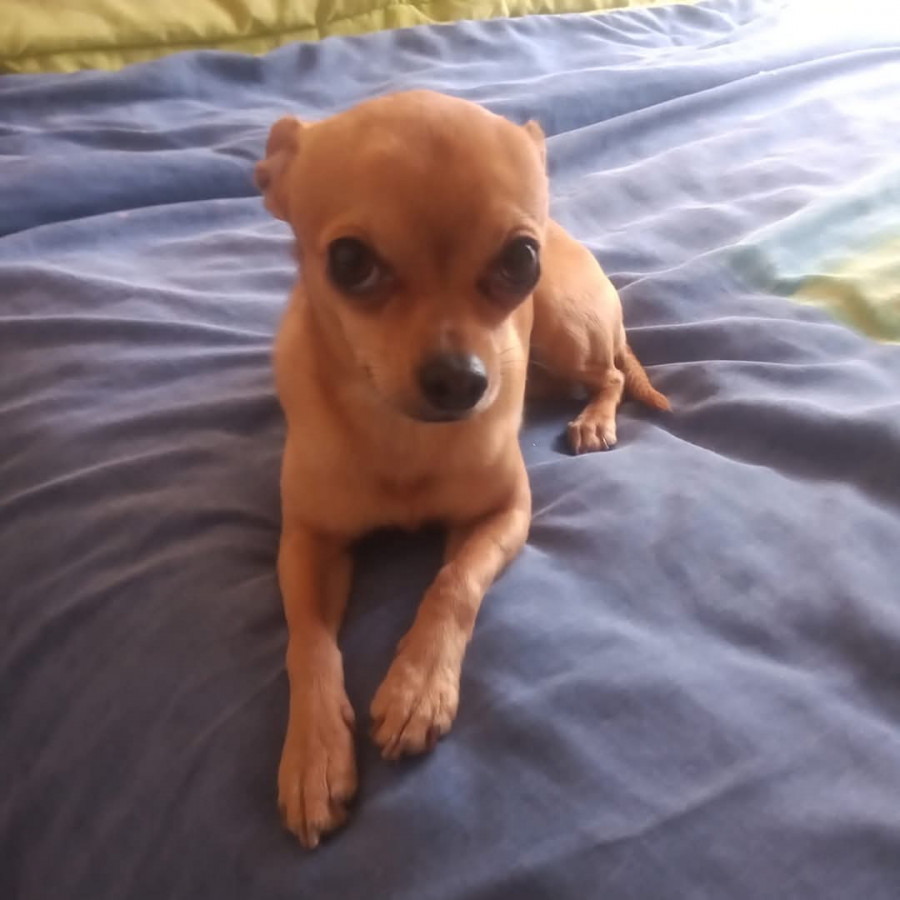 ROCKO | Raza Chihuahua | Final Feliz