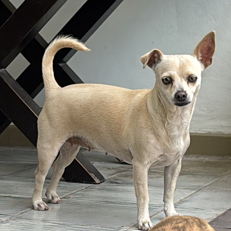 BELLA | Raza Mestiza, cruza de Chihuahua | Final Feliz