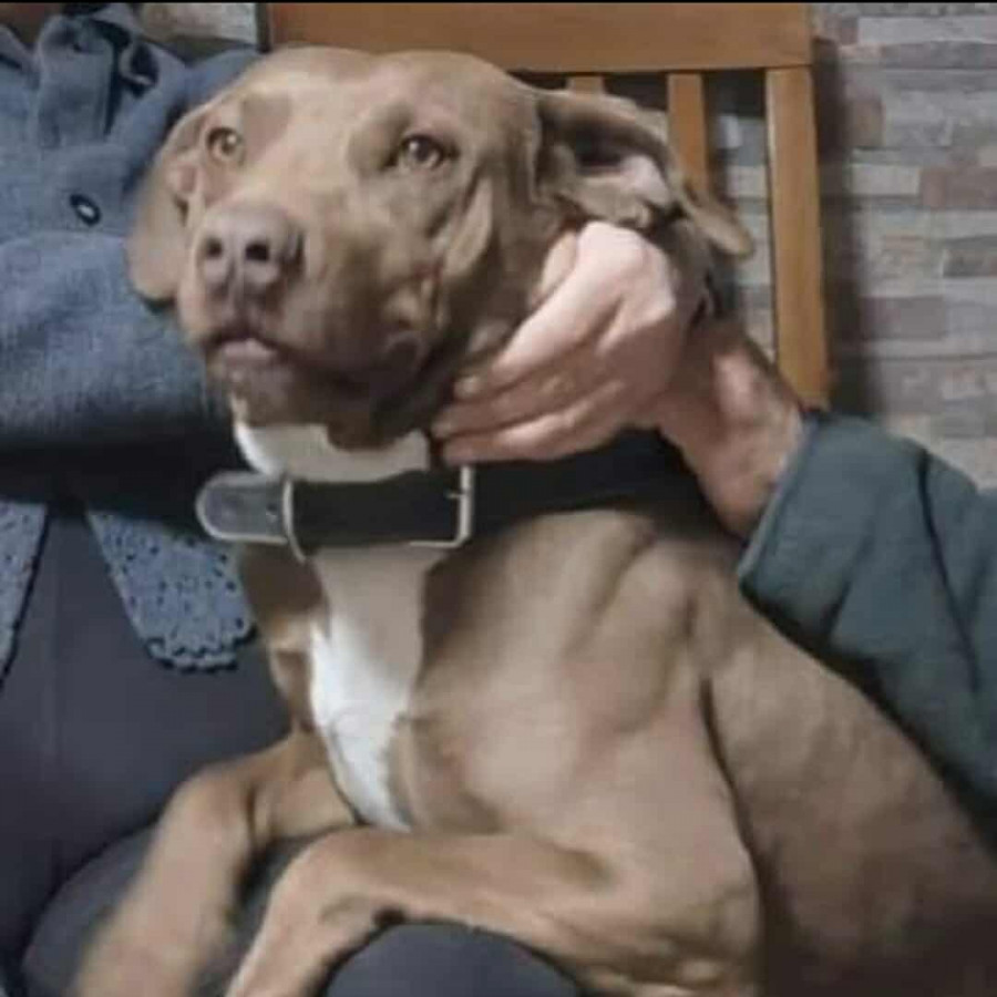 CANELO | Raza American Pitbull Terrier | Final Feliz