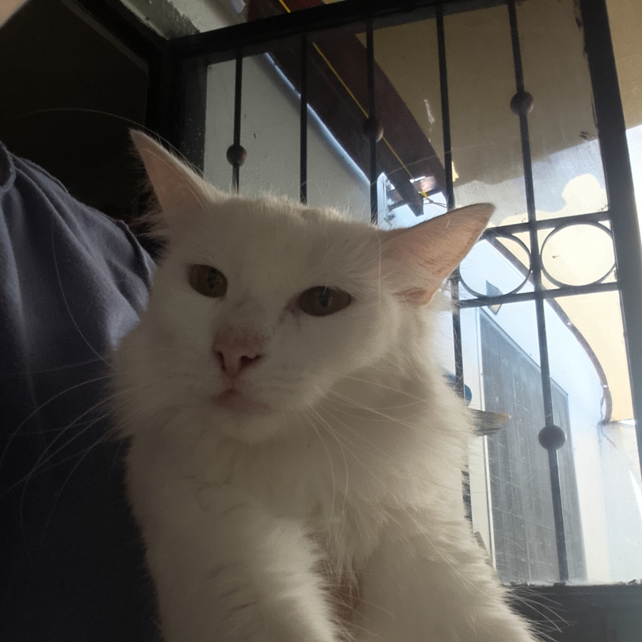 IRIS | Raza Angora Turco | En Adopción