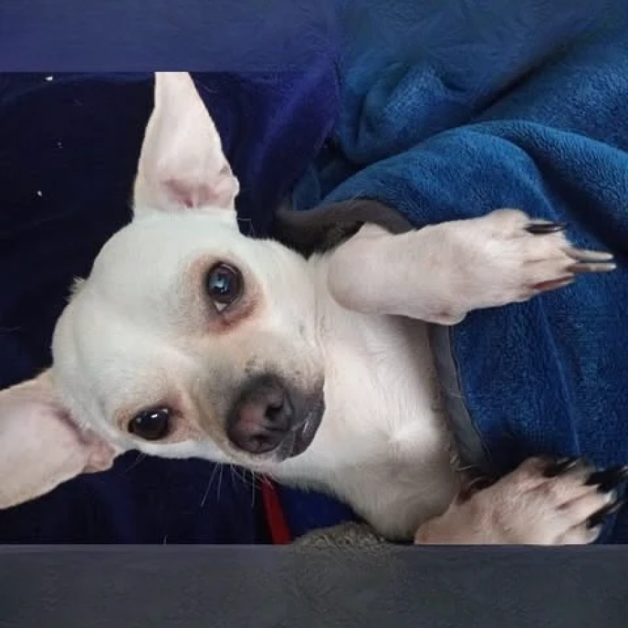 KOKO | Raza Chihuahua | Perdido