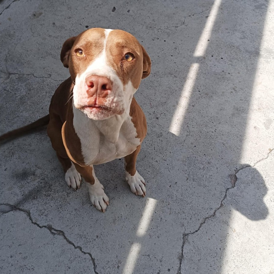 LOLA | Raza American Pitbull Terrier | Perdida