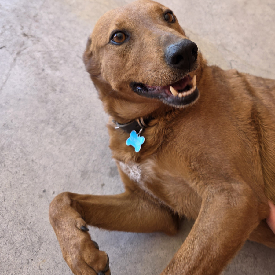 COYOTA | Raza Mestiza | Final Feliz