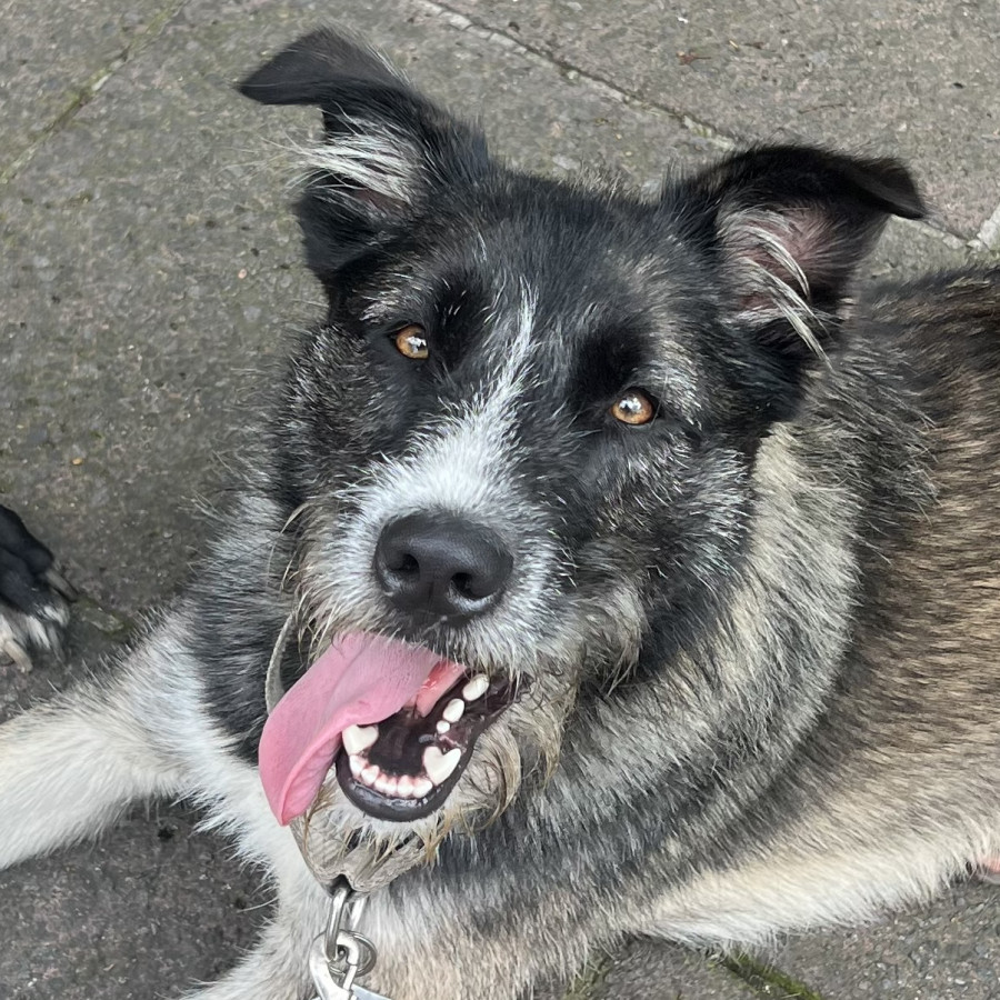 | Raza Mestizo, posible cruza de Husky con Schnauzer | Encontrado