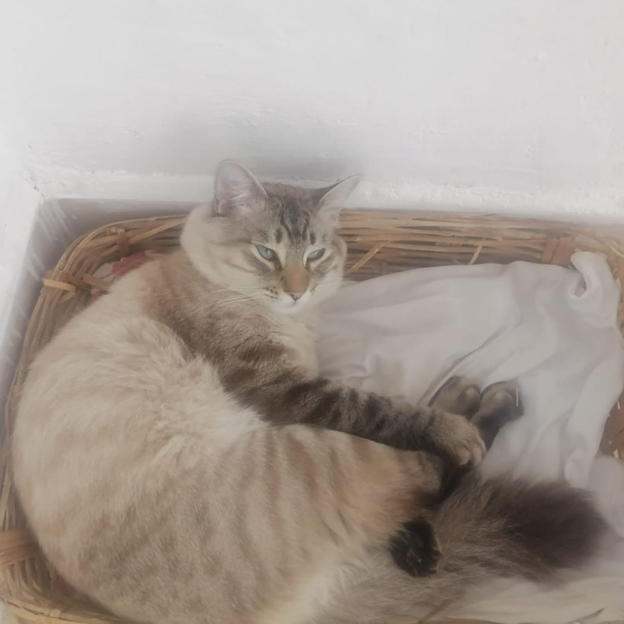 SHEY | Raza Aslan o Siamés Moderno Punto Tabby | Perdido
