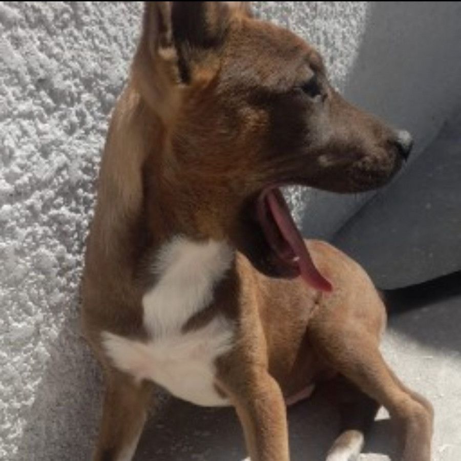 CHATO | Raza Mestizo | Perdido
