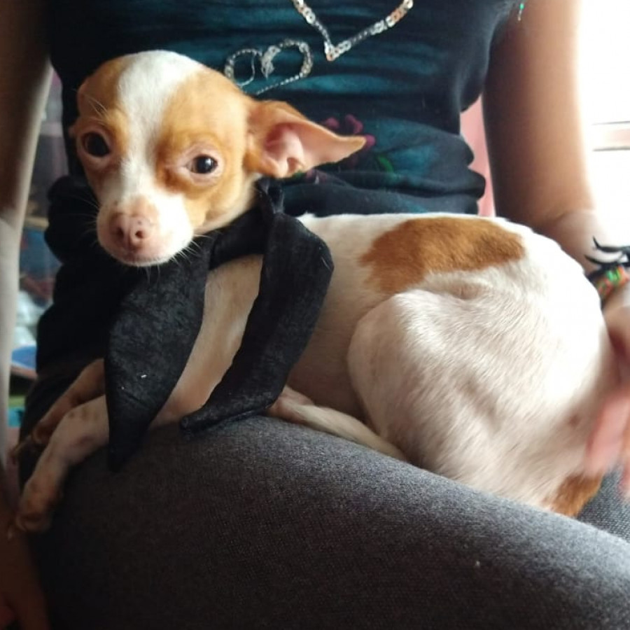 MERMELADA | Raza Chihuahua | Perdida