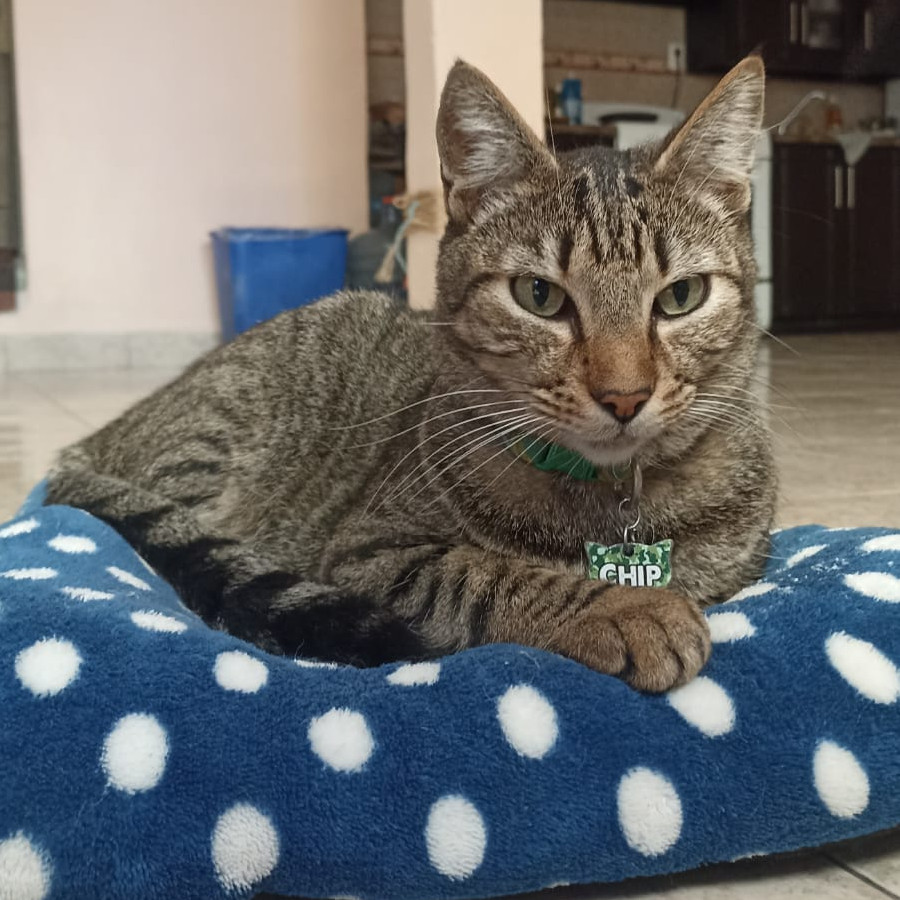 CHIP | Raza Doméstico Américano de Pelo Corto | Final Feliz