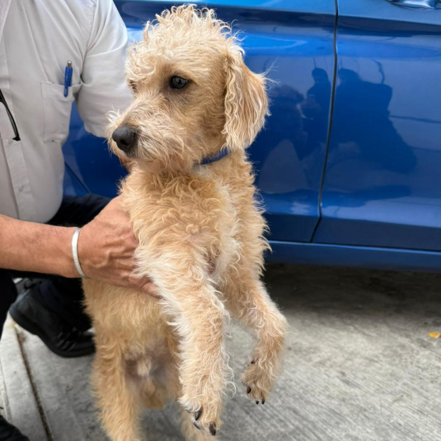  | Raza Mestizo, cruza de French Poodle | Encontrado