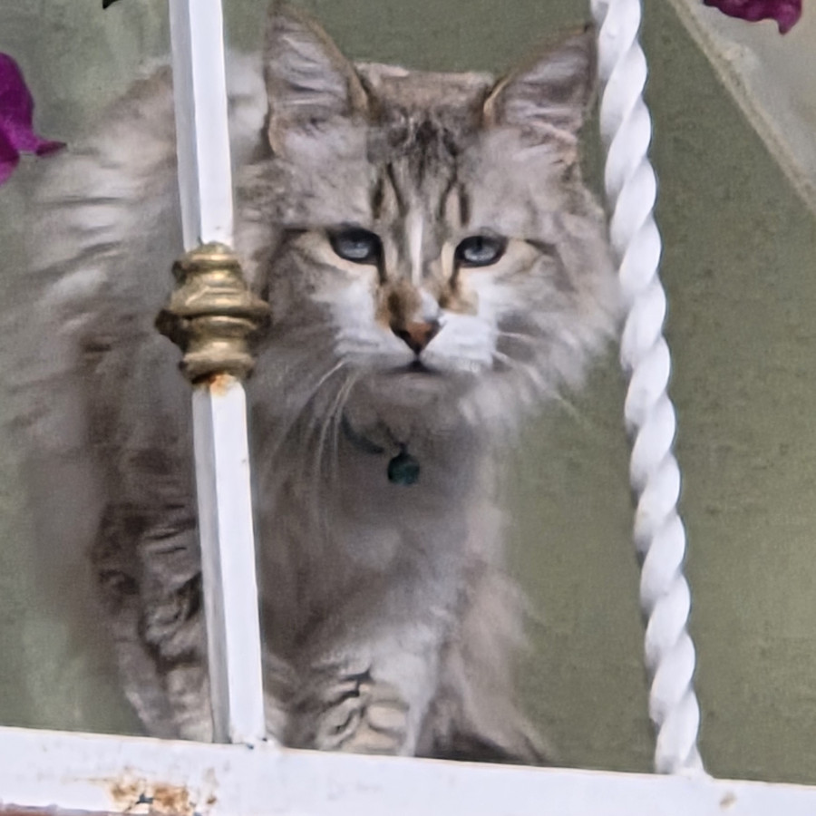 LUIS | Raza Balinés punto tabby | Perdido