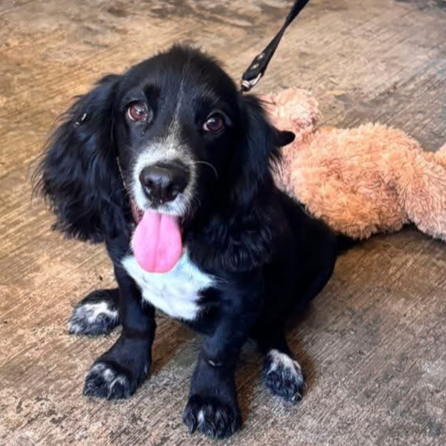CHESTER | Raza Cocker Spaniel | Perdido
