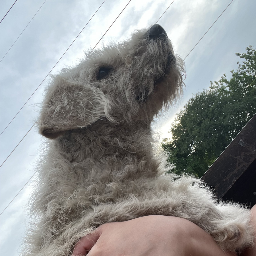 COCO | Raza Mestizo, cruza de French Poodle | Perdido