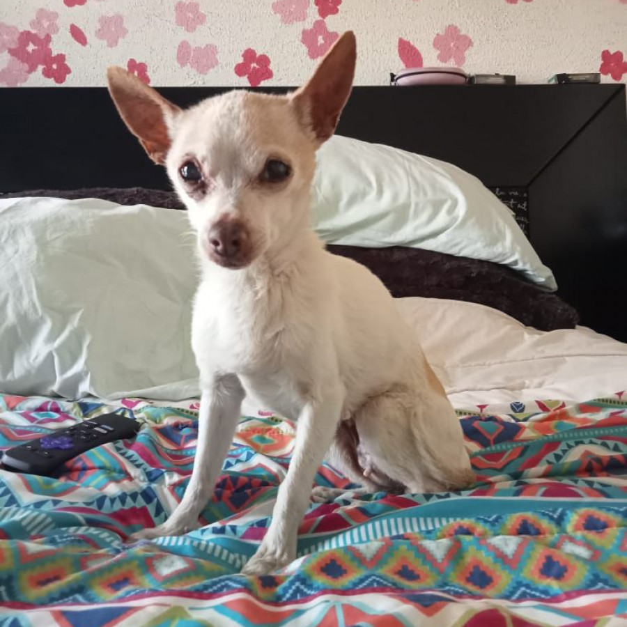 DIONI | Raza Chihuahua | Final Feliz