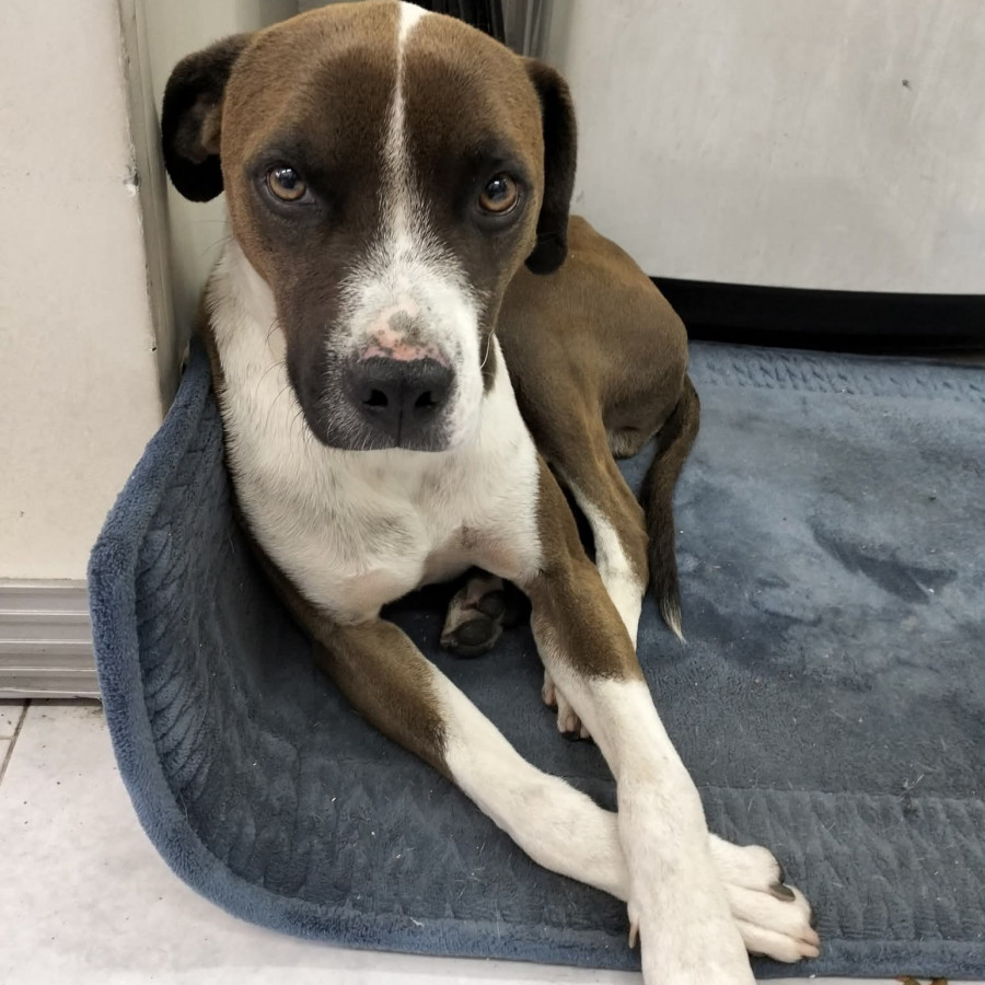  | Raza Mestizo, cruza de American Pitbull Terrier | Encontrado