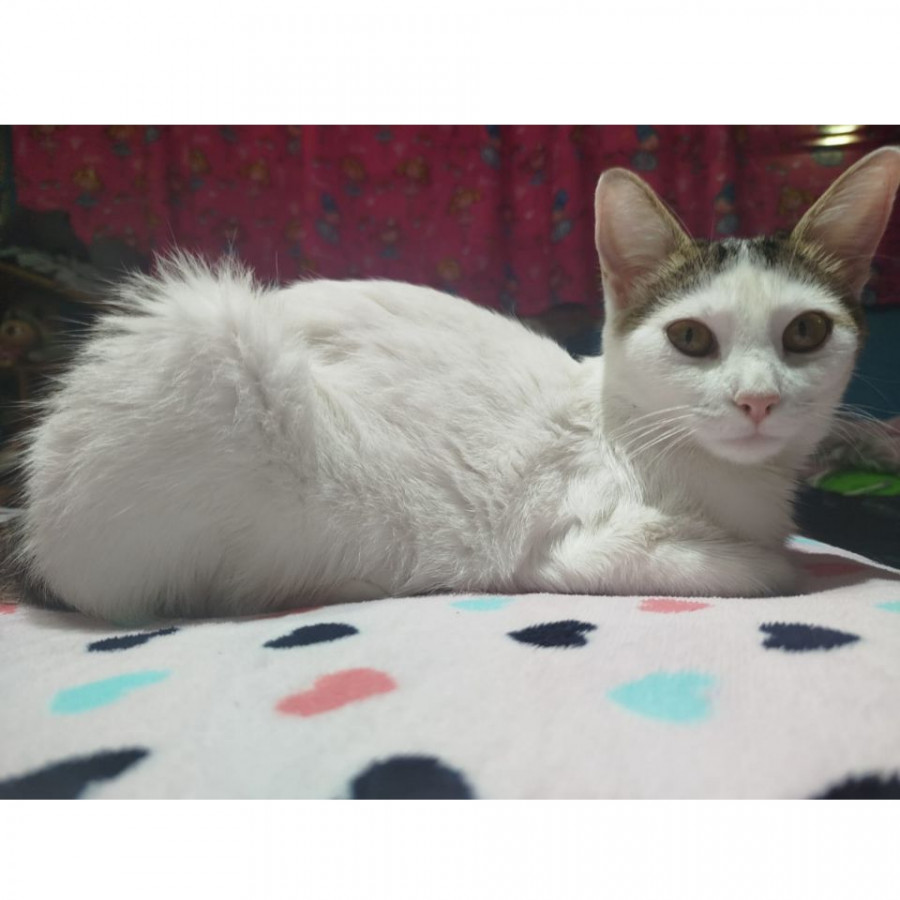 KITTY | Raza Doméstico Américano de Pelo Corto | Perdida