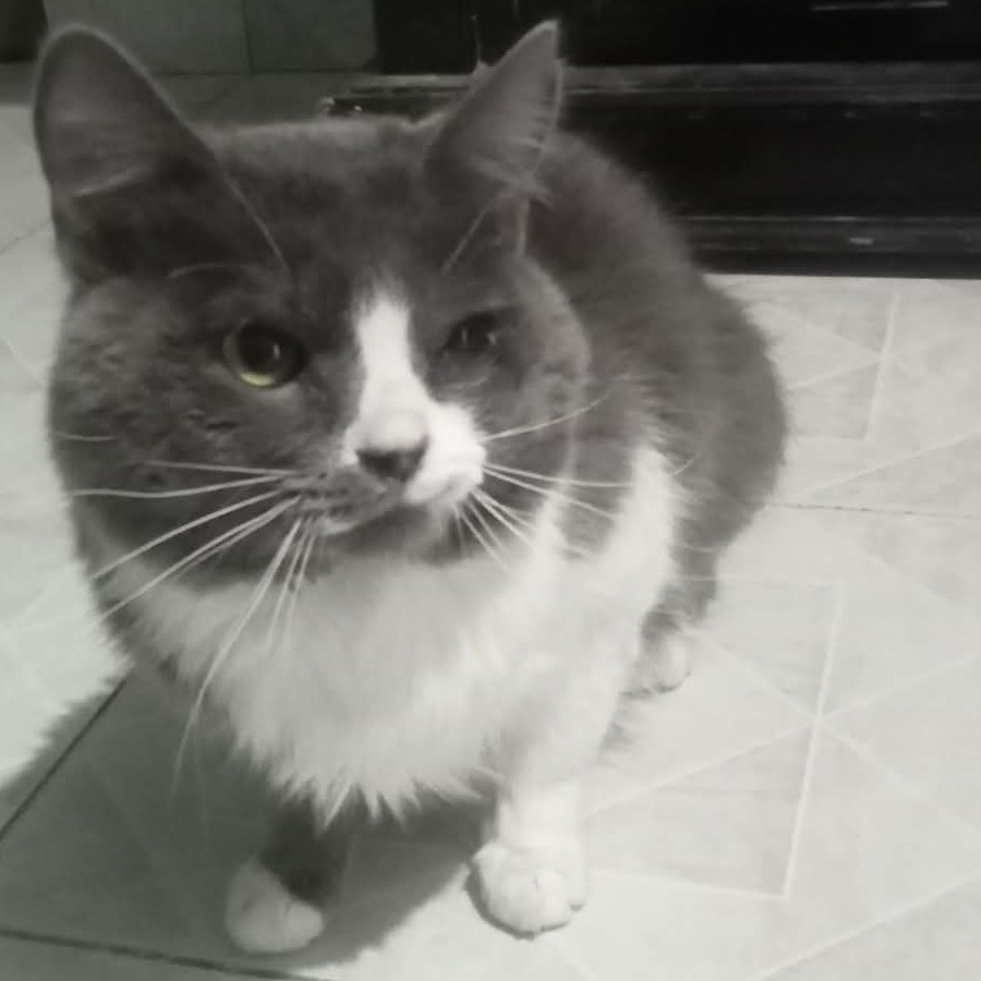  | Raza Doméstico Americano de pelo semilargo | Encontrado