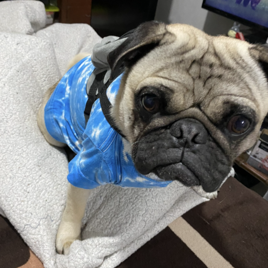 PUCKY | Raza Pug o Carlin | Perdido