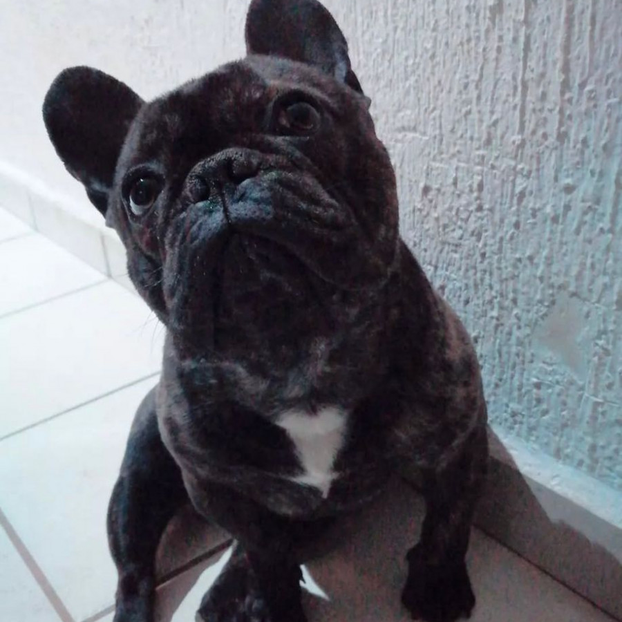 CECILIO | Raza Bulldog Francés  | Final Feliz
