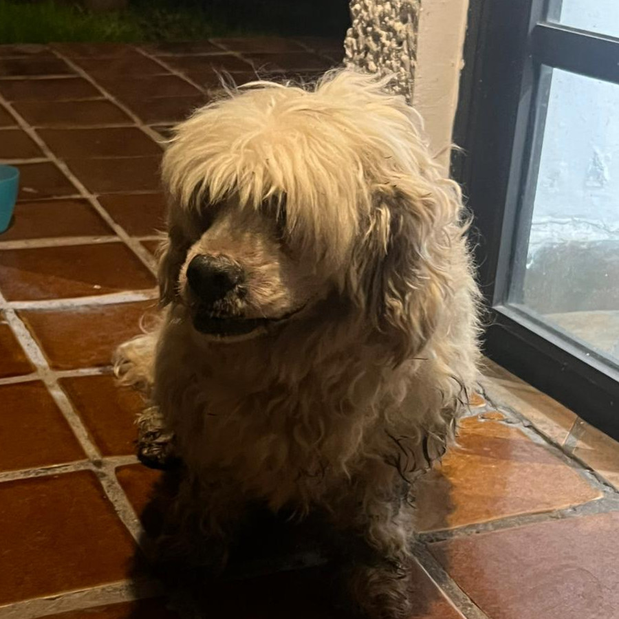  | Raza Mestizo, cruza de Cocker con Poodle, (Cockapoo) | Final Feliz