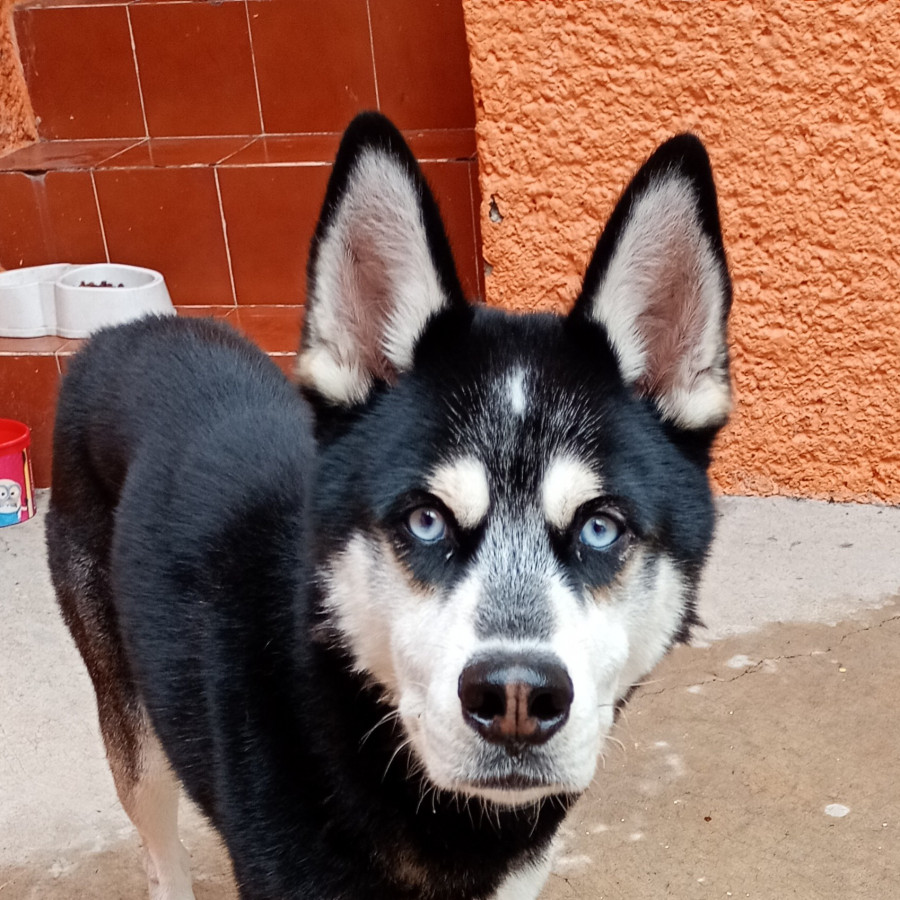 THOR | Raza Husky Siberiano | En Adopción