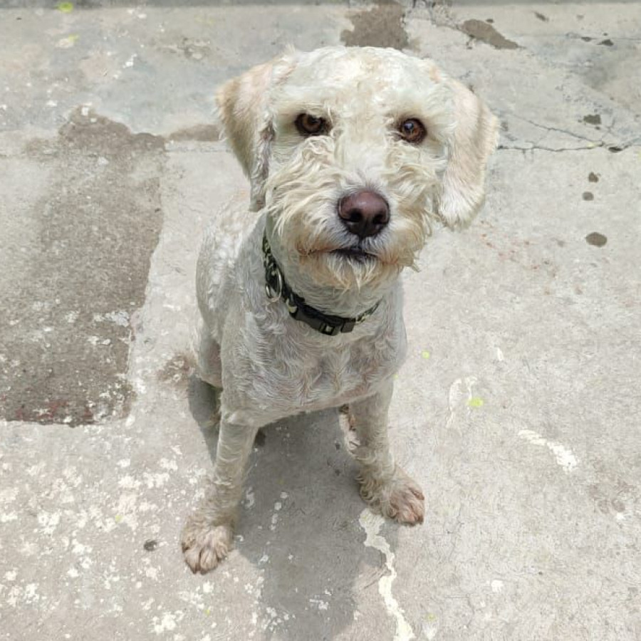 PANCHO | Raza French Poodle o Caniche | Perdido