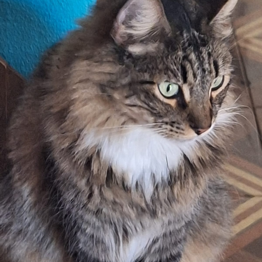 KATTY | Raza Doméstico Américano de Pelo Largo | Perdida