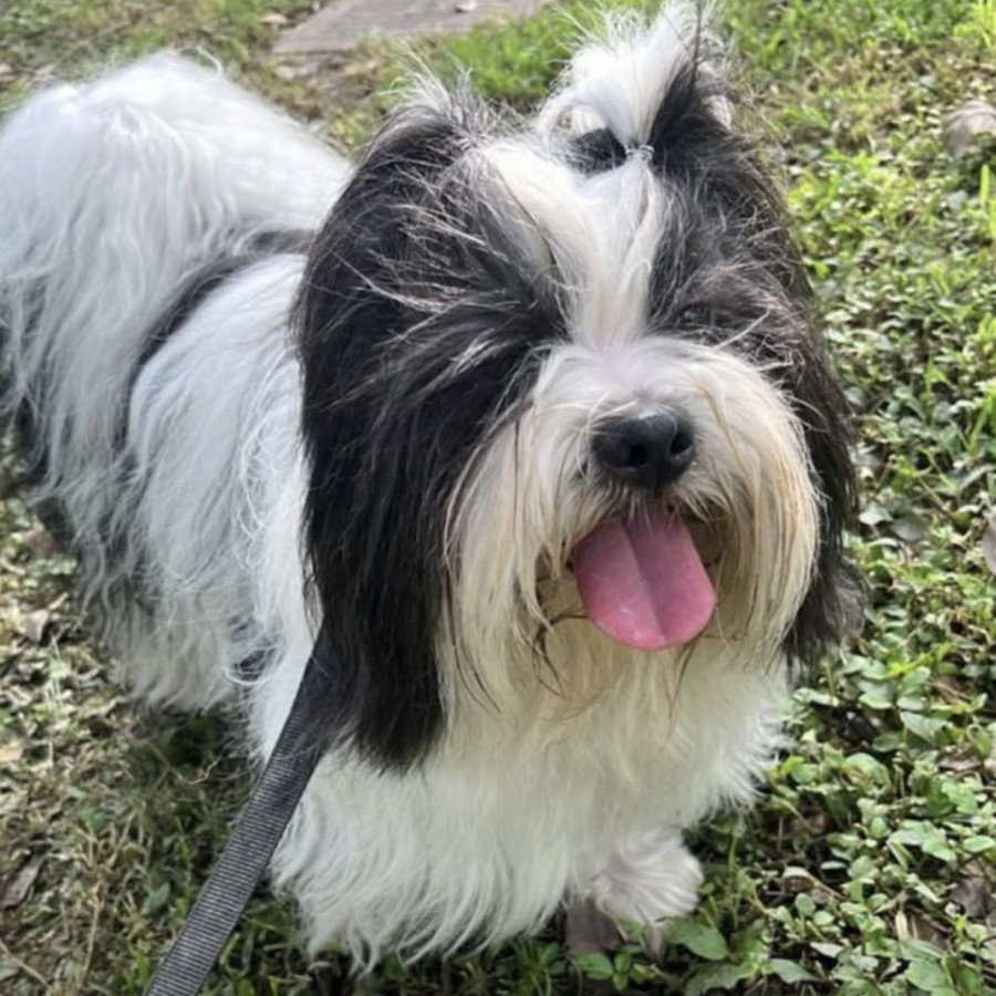 OREO | Raza Shih Tzu  | Perdido