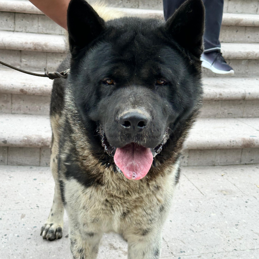 | Raza Akita Americano   | Encontrado