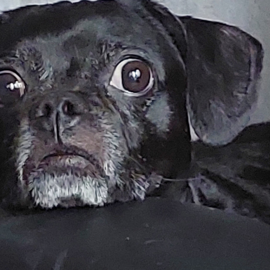 YUKI | Raza Mestiza,  cruza de Pug con Chihuahua | Final Feliz