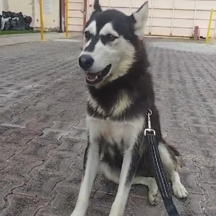  | Raza Husky Siberiano | Encontrada