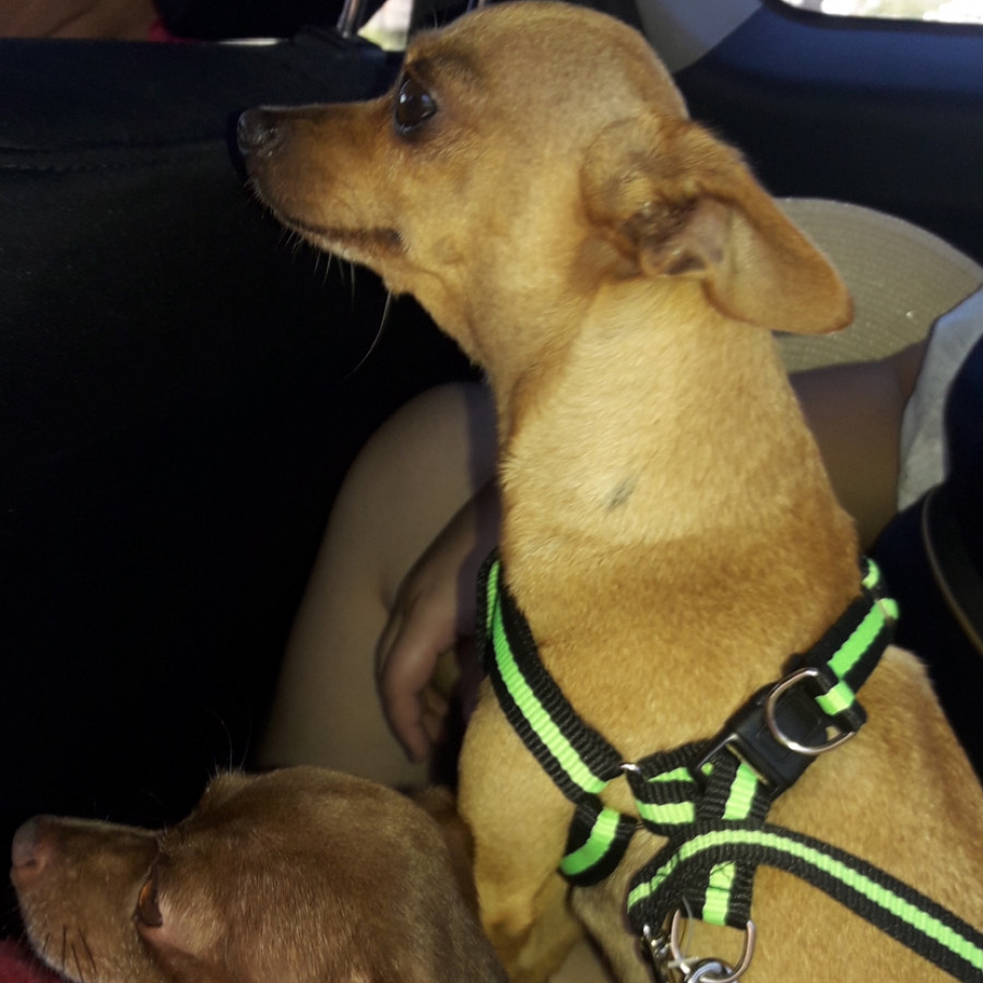 SOFI | Raza Chihuahua | Perdida