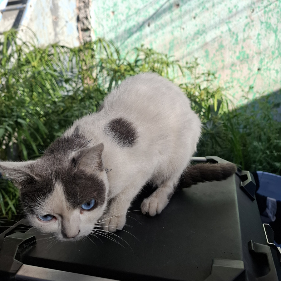 GOYIS | Raza Doméstico Américano de Pelo Corto | Perdida