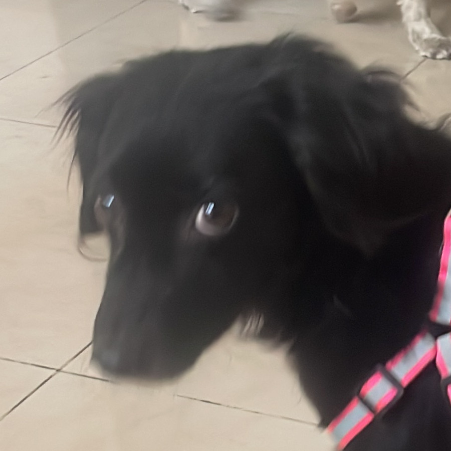 ARACNE | Raza Mestiza | En Adopción