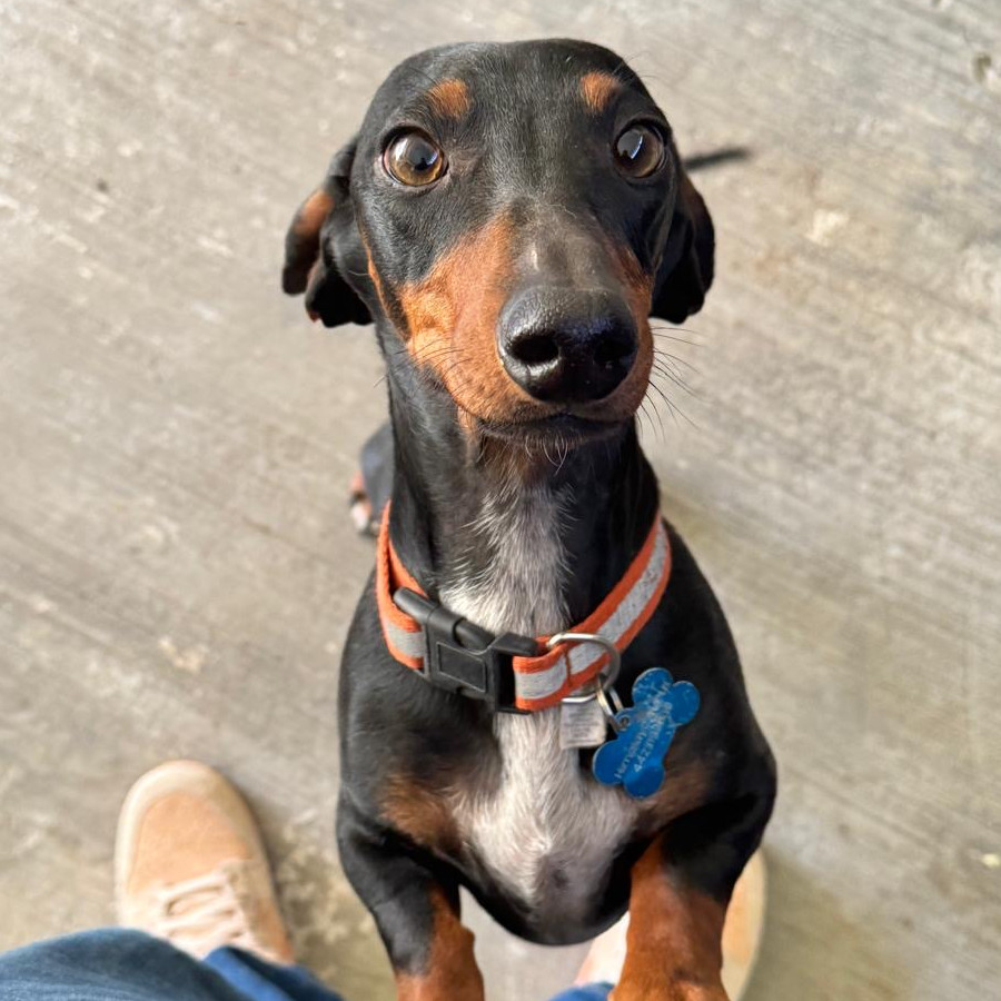 ROCKO | Raza Dachshund o Salchicha  | Final Feliz