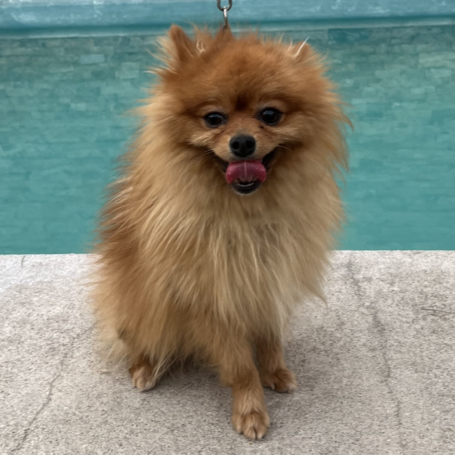 PICHI | Raza Pomerania | Perdido